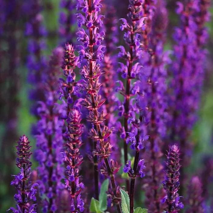 How to Care for Your New Salvia Divinorum Plant for sale